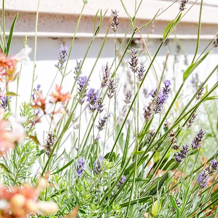 Szálloda Sorriso Misano Adriatico